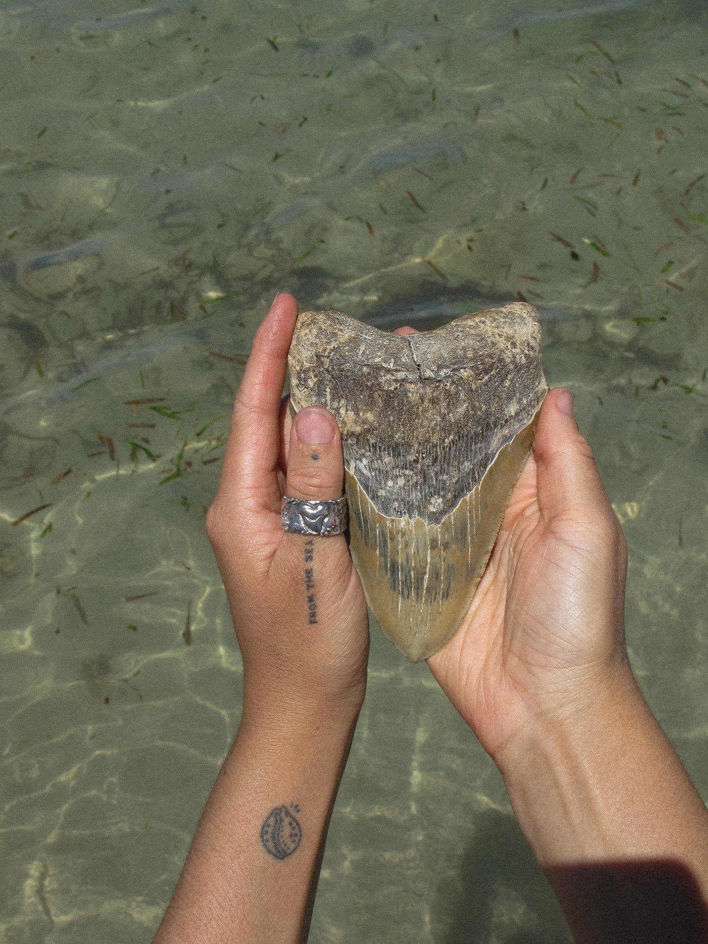 Fossilised Ring ~ Size 8